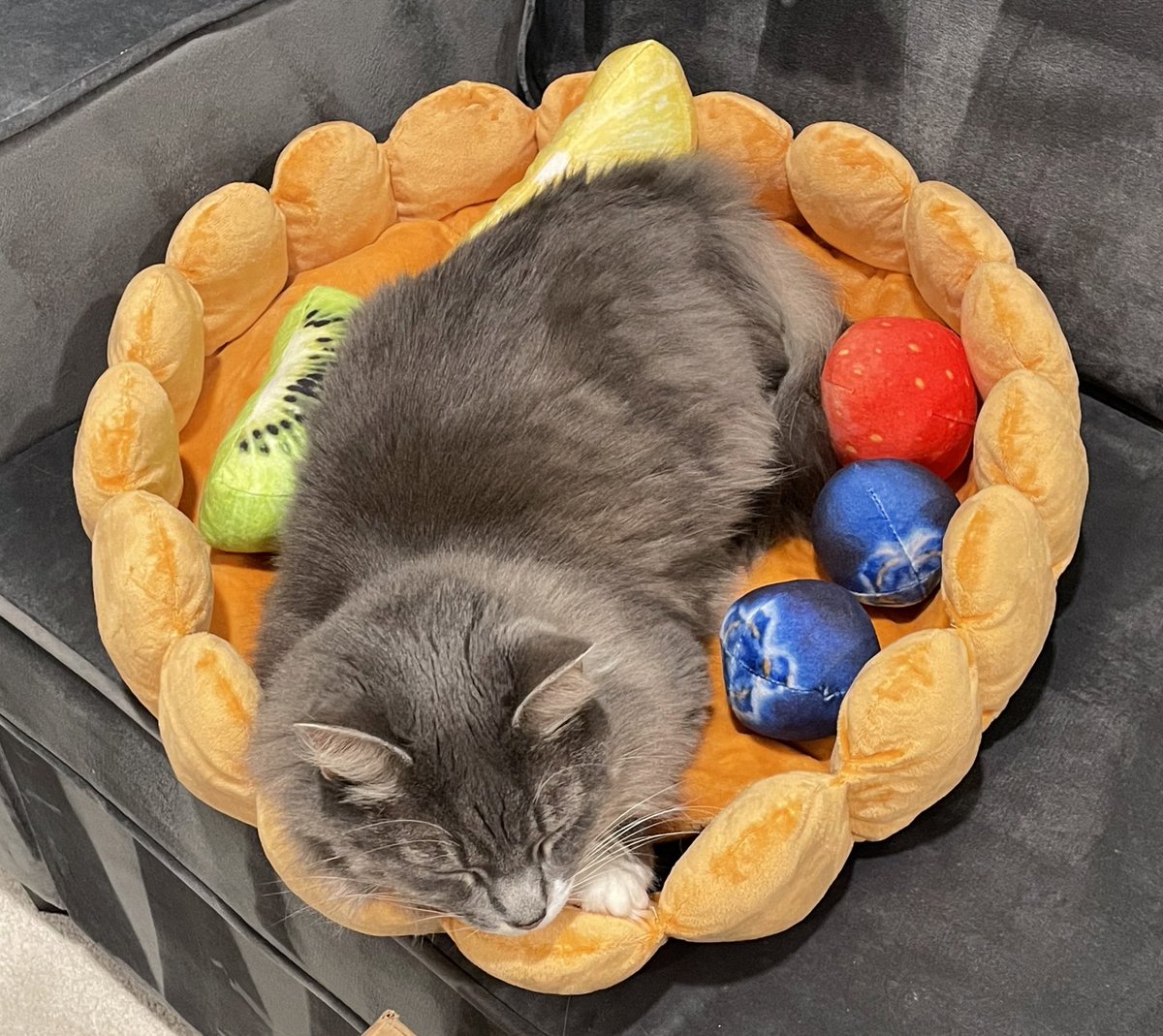 Shhhh only tart-shaped cat bed now