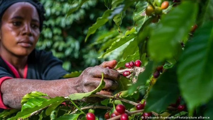 DevelopZForum's tweet photo. Zambia: Female Farmers Adapt To Climate Change

https://t.co/LQvI3fzpF0

Read the full article on our website, link in bio. )

#ZambiaRising #DevelopmentNews #zambia🇿🇲 #dzfupdates #developzambiaforum https://t.co/BsJpgImU4j