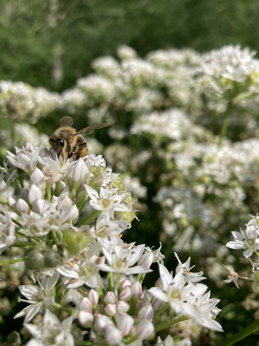In 2022, over 800 people put on beekeeping suits and worked a honey bee hive with us! 
It’s Give to the Max day! There are so many gems to support and Pollinate Minnesota has a small campaign. givemn.org/story/Pollinat…