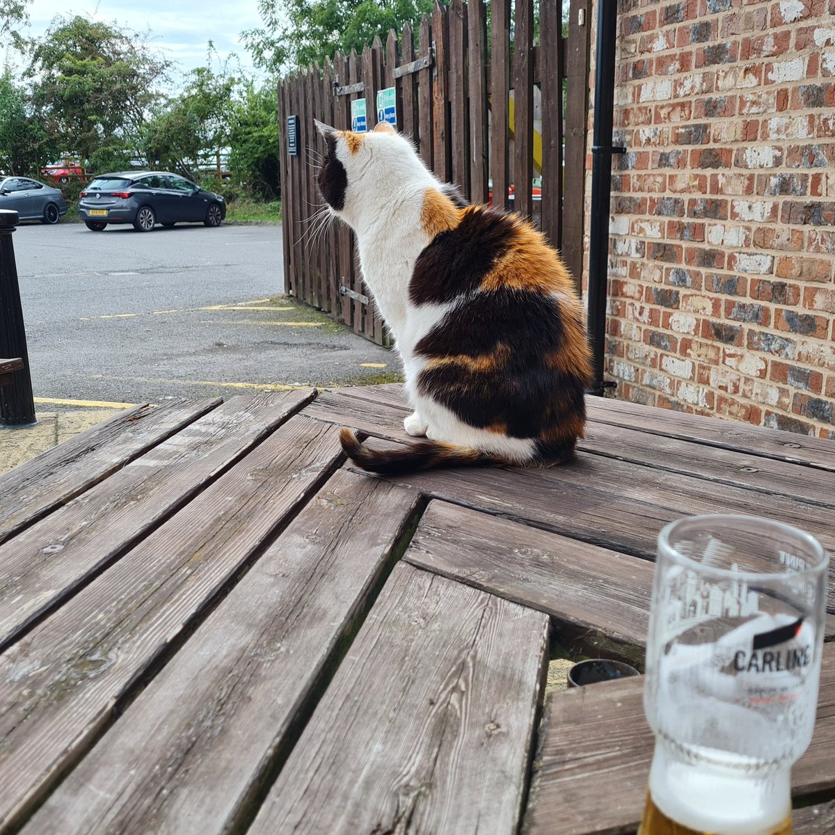 Jasperj30Mel's tweet image. @PetsatHome Hi, our local pub looks after a stray cat who has lived there for the past 10 years. She has been returned to her owner but ran back to the pub. Her kennel is now leaking so I have bought her a new one from yourselves. Any chance of you providing a fleece for her ?