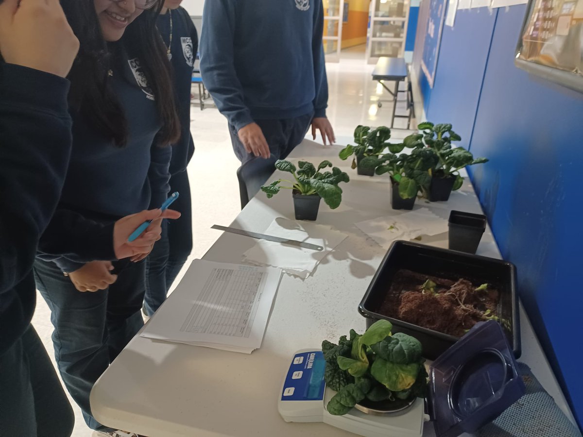 Our High School Students Harvested their first trial. The yield is very good. @FairchildGarden @FairchildChall @NASAVeggie @GrowBeyondEarth