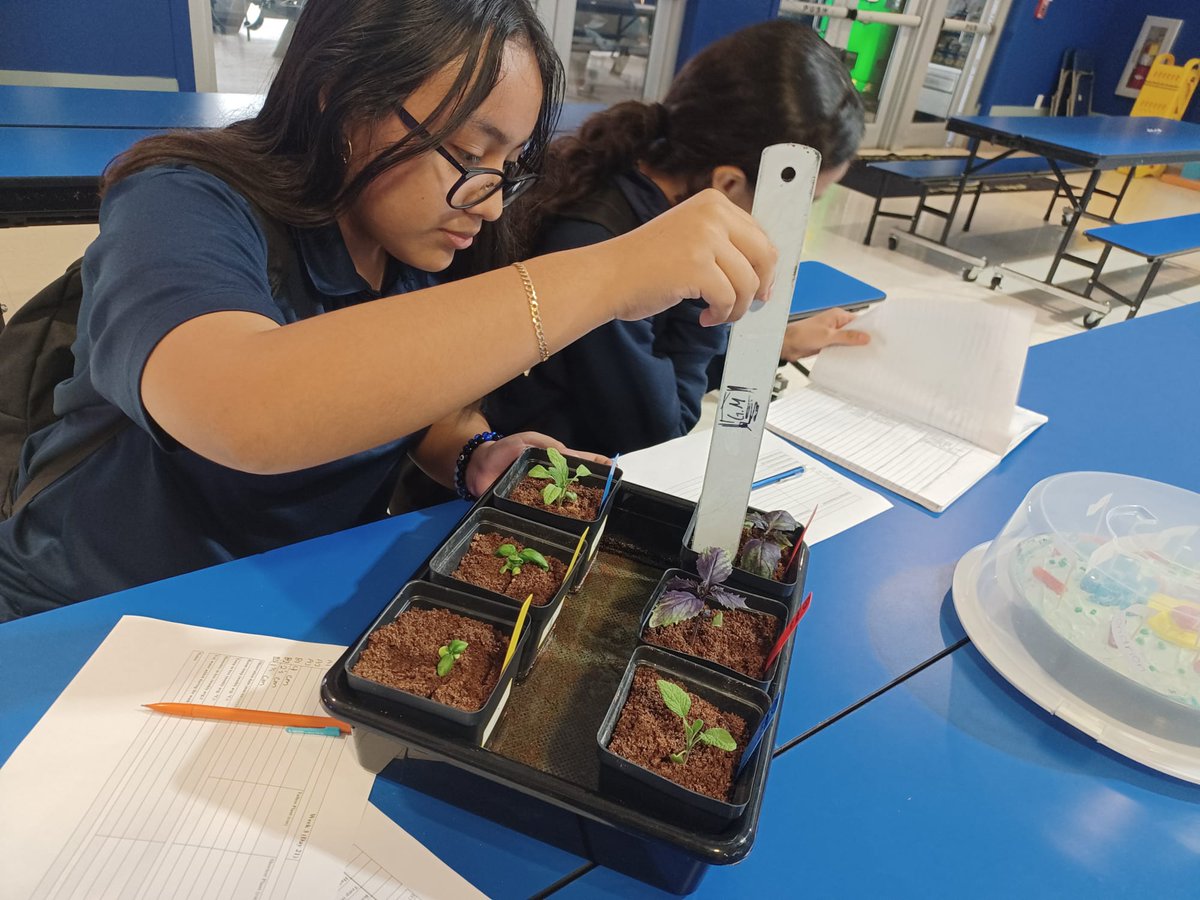 Our Middle School students measuring plants. They are happy to see the plants growing. @FairchildGarden @FairchildChall @GrowBeyondEarth @NASAVeggie