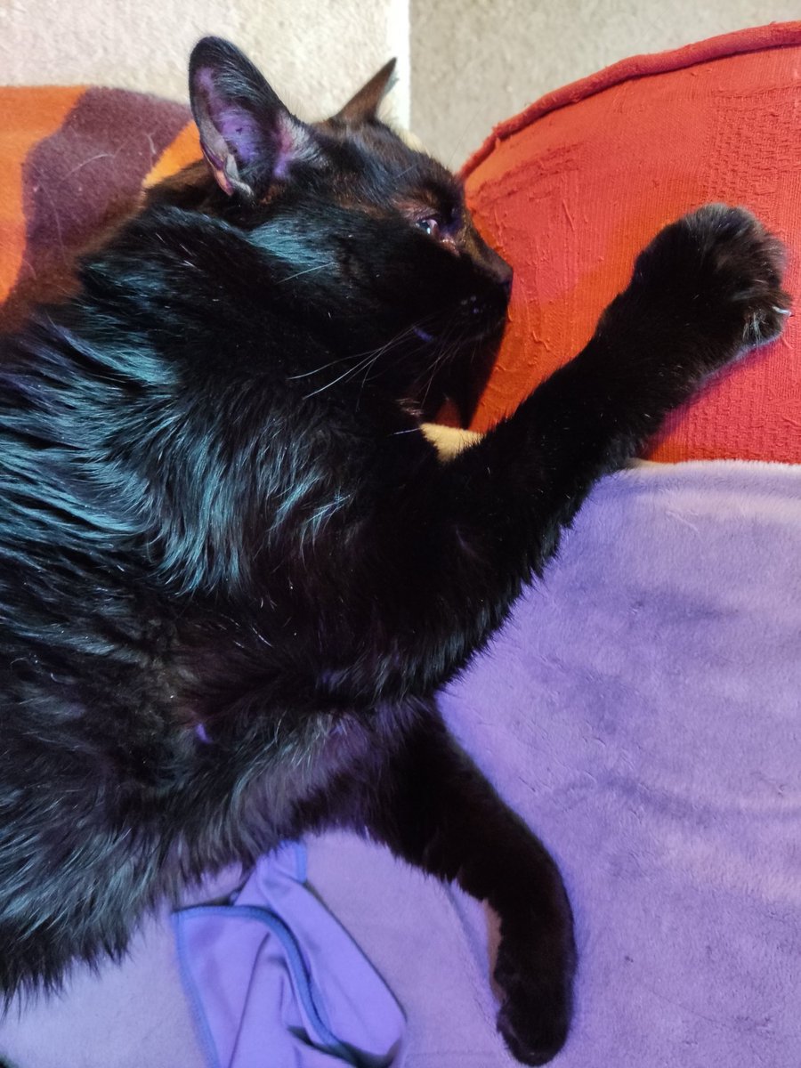 theBlkCat's tweet photo. Majestic cat https://t.co/eVZ9uaj3Hx
