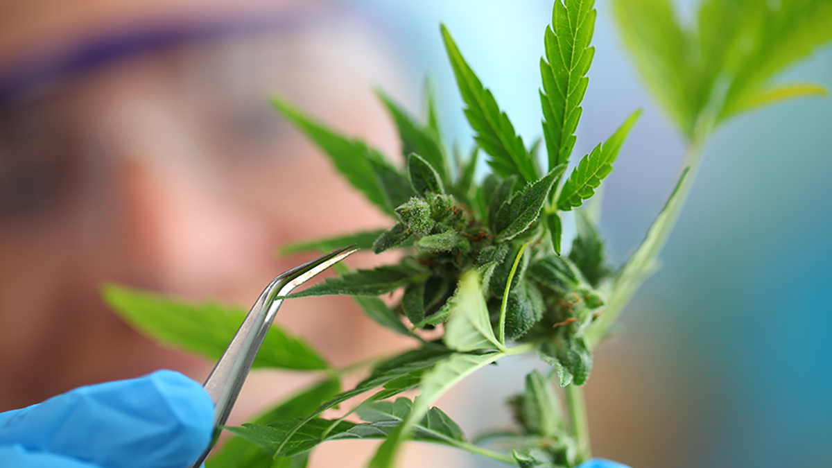 CBTmag's tweet image. From Biden’s pardon announcement to the bipartisan U.S. House subcommittee hearing on cannabis and now Congress passing a bipartisan cannabis research bill … can you finally feel a shifting tide at the federal level?

Let’s GO!

cannabisbusinesstimes.com/article/bipart…