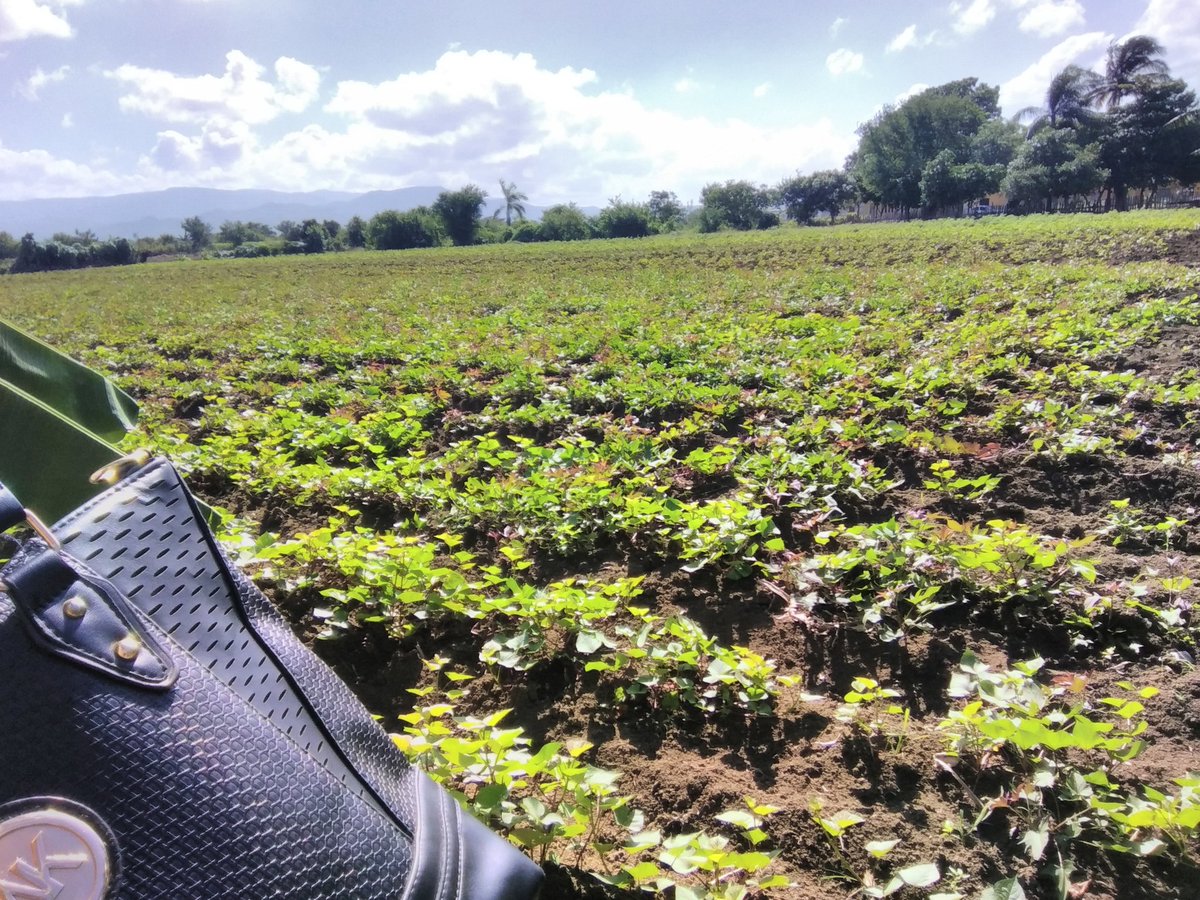 BatistaDelver's tweet photo. La producción de alimentos en la #ESBEC Batalla de San Ulpiano del municipio #Mayarį una realidad en la formación integral de nuestros educandos para la @AlimentaciónEscolar https://t.co/FG6VE9mNqb