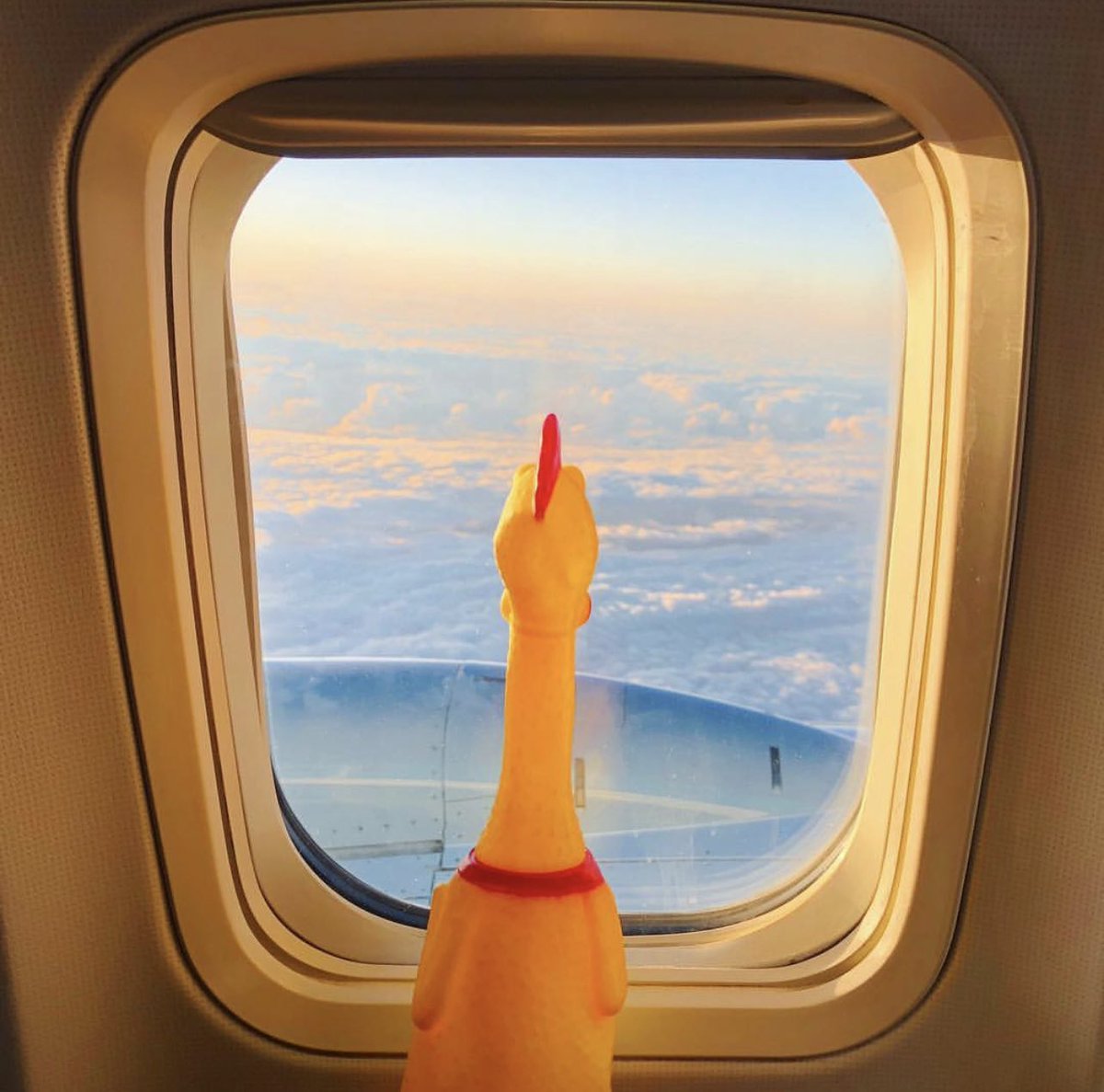 Where are we going? #TeeHee #RubberChicken #AirCock