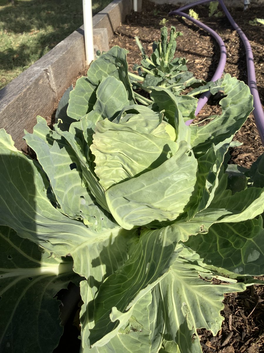 Lots of greens are growing in our garden! #villagenorth