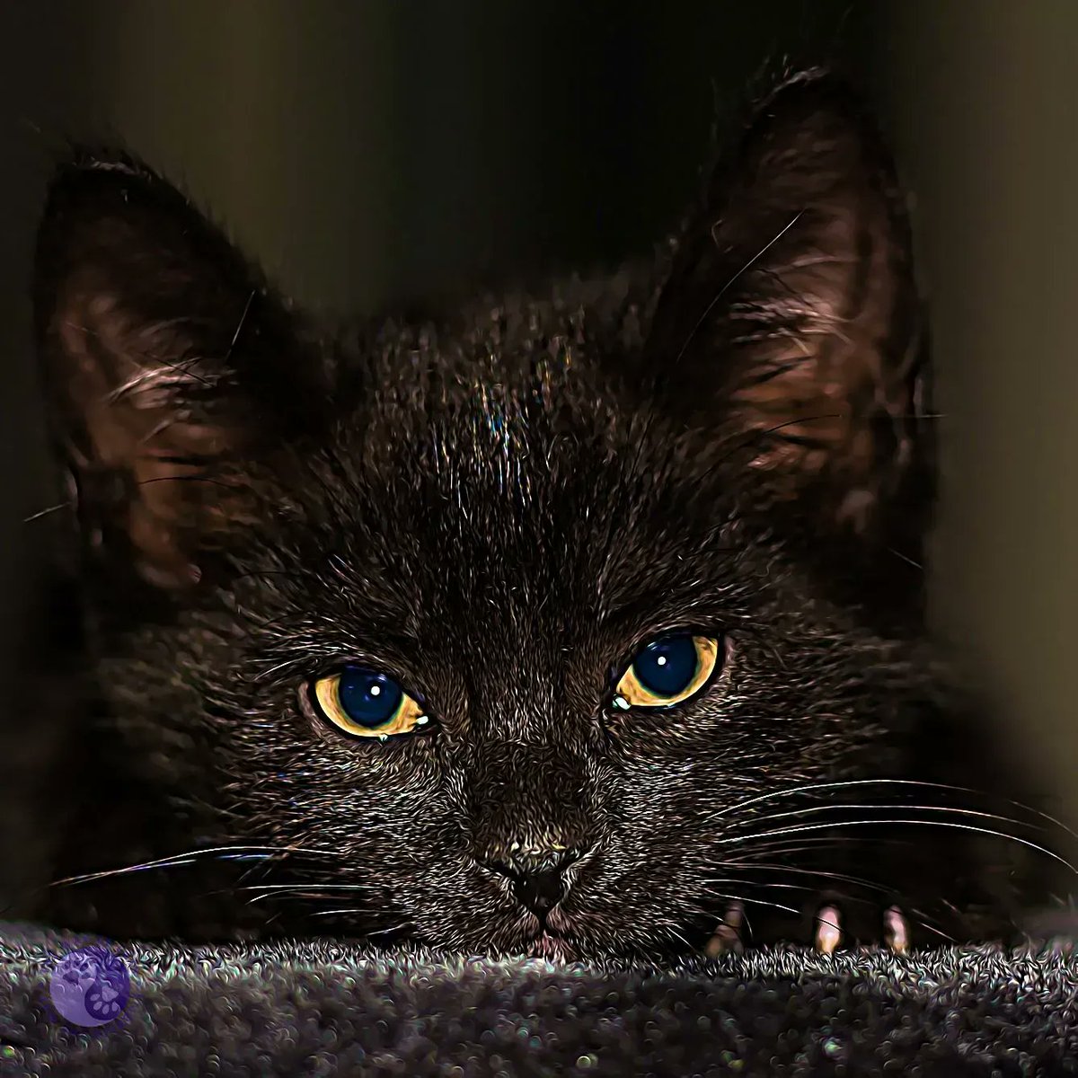 WayofCatsbook's tweet photo. The Power of Love transforms fear. - Power at the Way of Cats https://t.co/CUw8f7RsR6

"He was clearly depressed, but they desperately didn't want to take him back to the shelter..."
#CatHearts #CatsofTwitter #CatLovers #DearPammy https://t.co/ZMNCZyAfew