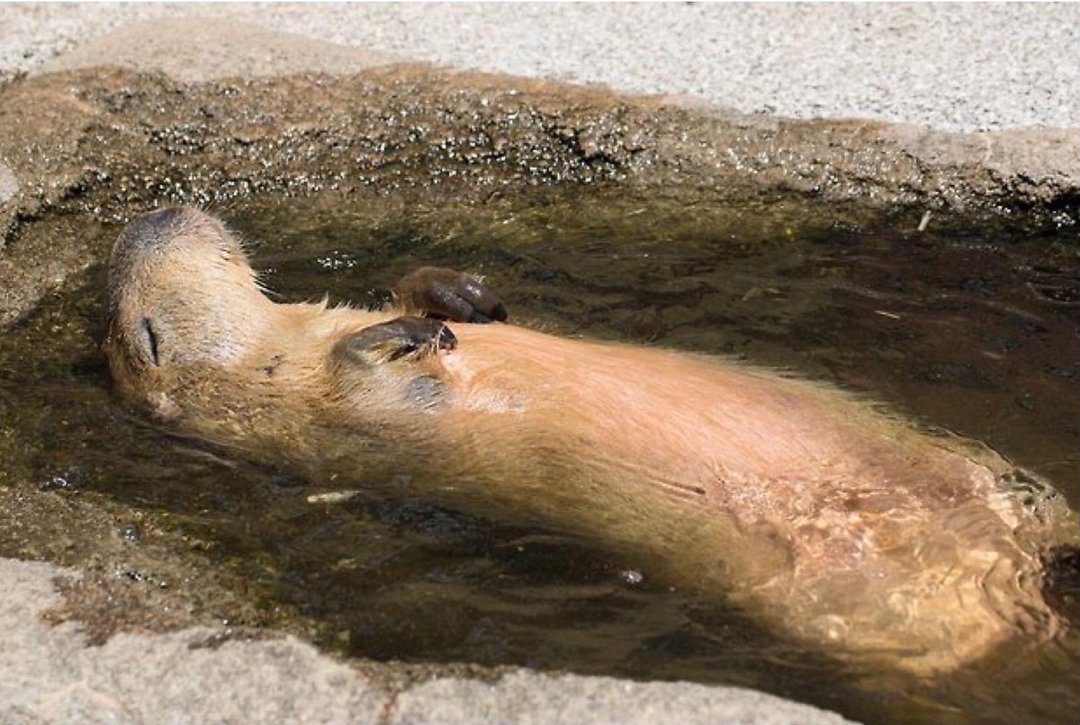 CAPYBARA_MAN tweet picture