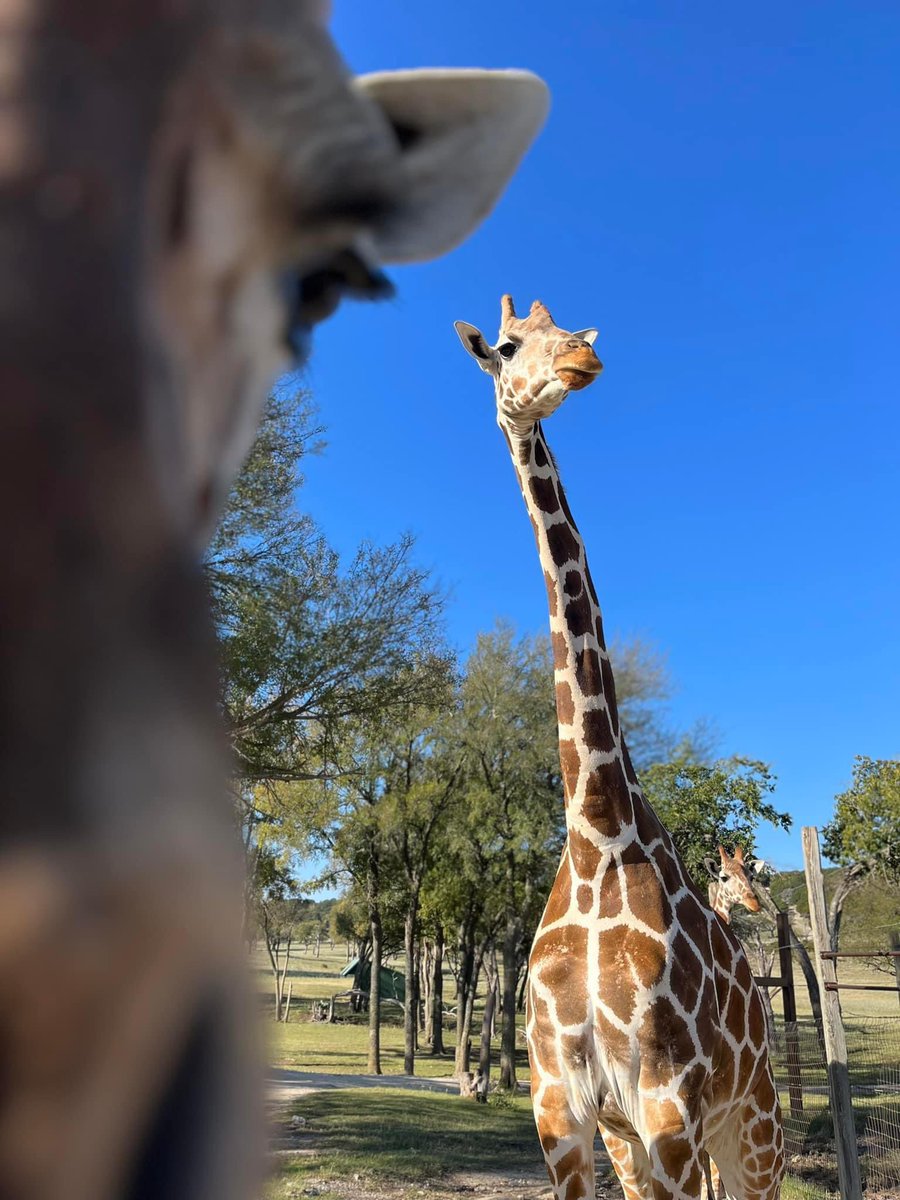 David F. Wolf, Ph.D. tweet media