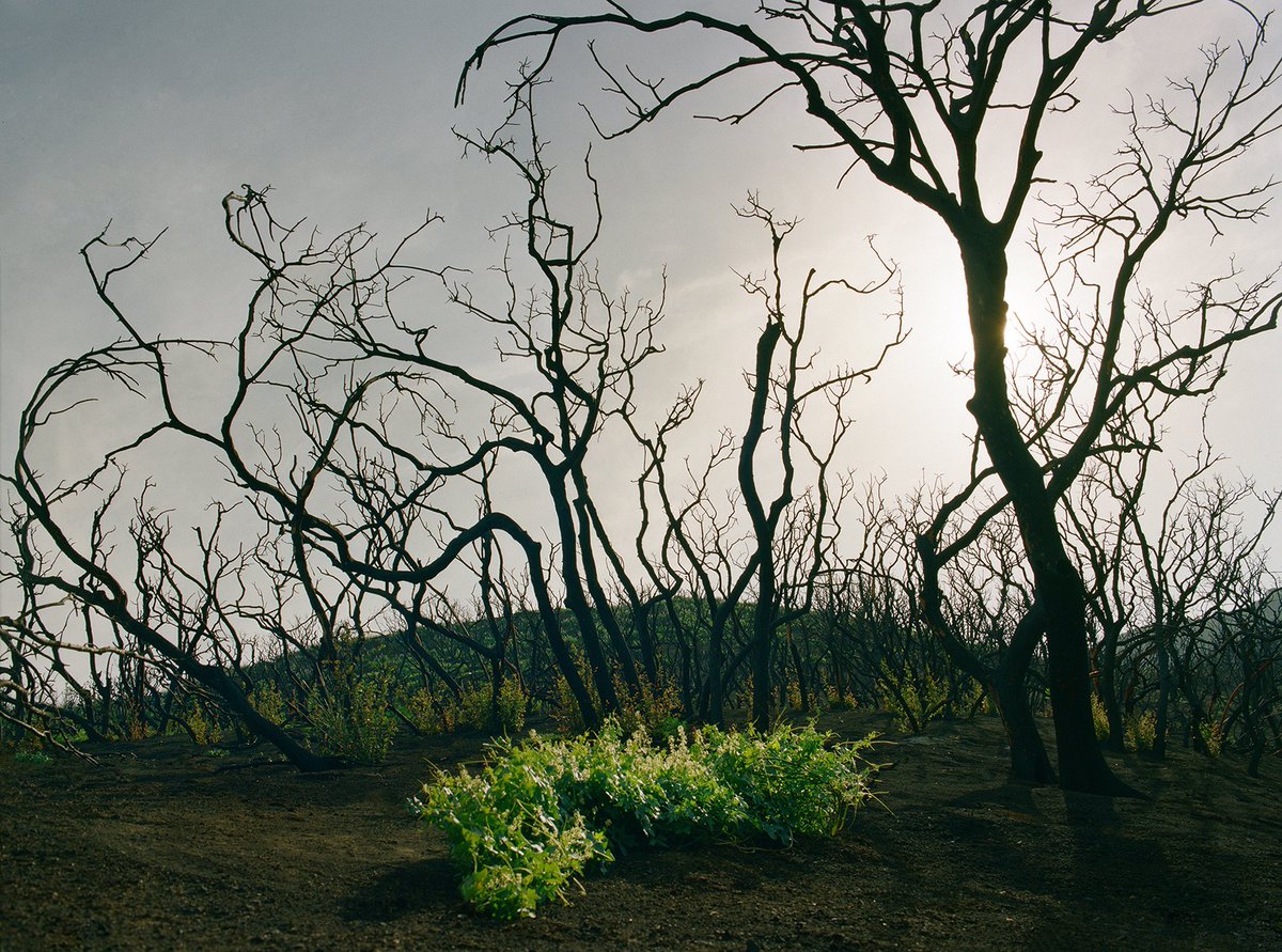 Center for Photography tweet media