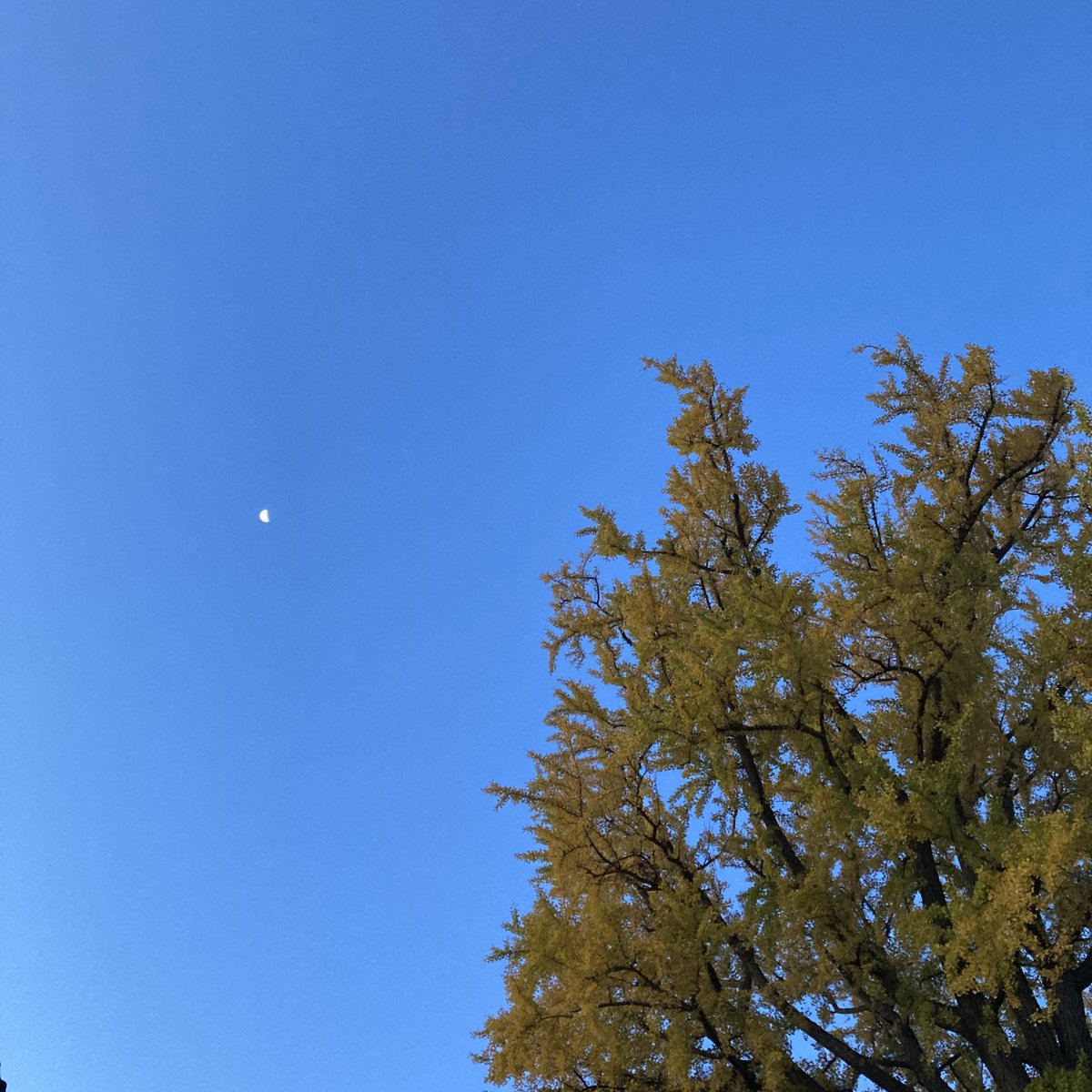 おはようございます。
欠けて軽くなったのか、空の高いところにお月様です。