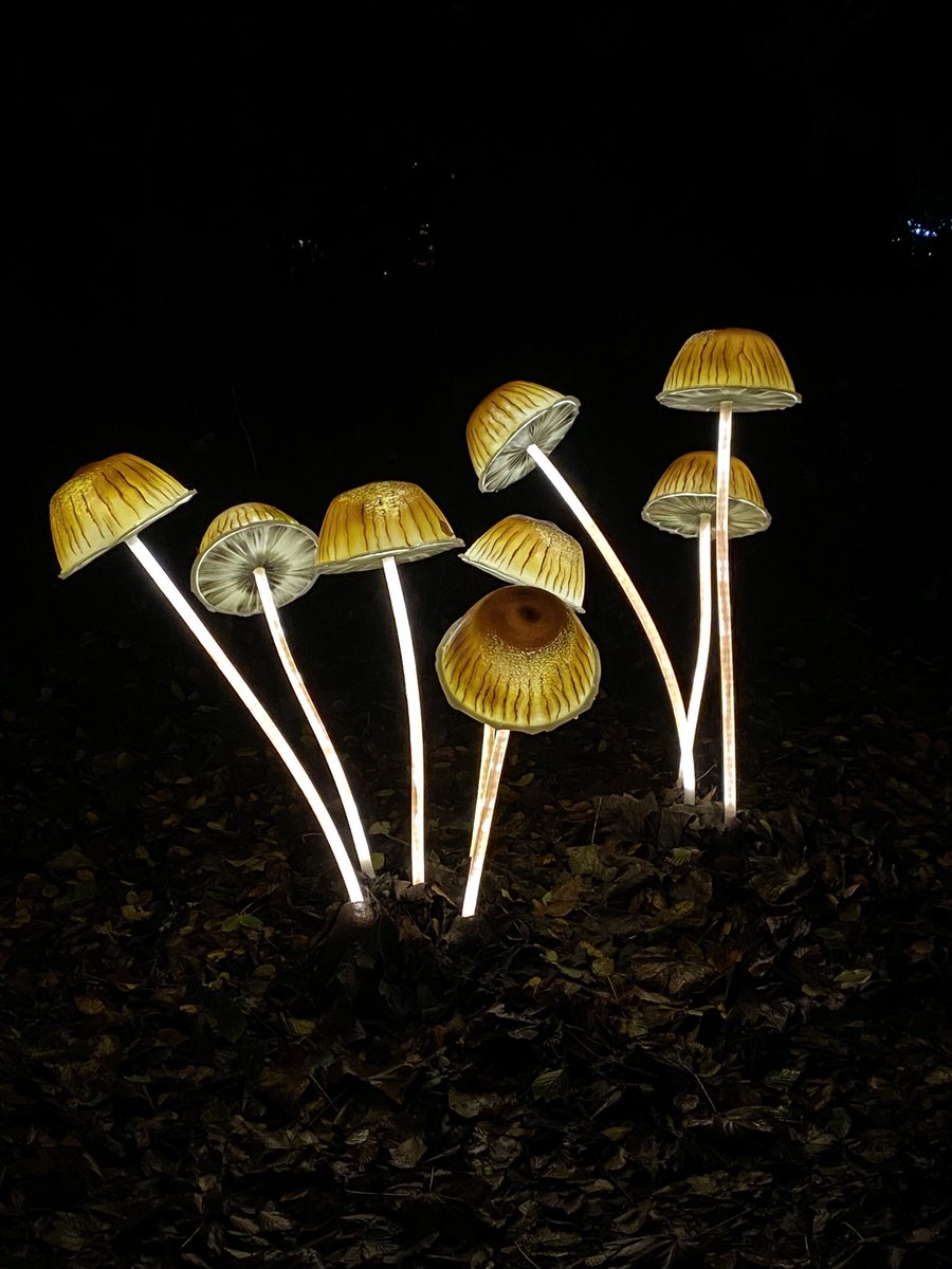 Heligan’s Night Garden has excelled this year with these magical #fungi lanterns! 🍄😍