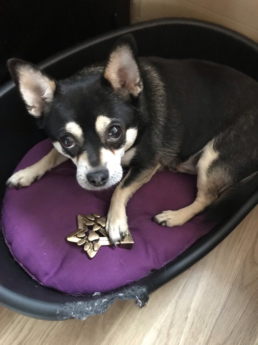 RaiphsWeeDug's tweet photo. @TripeUK Still serving with pride- when I am not busy eating my own bed . https://t.co/qqZuSWuLnJ
