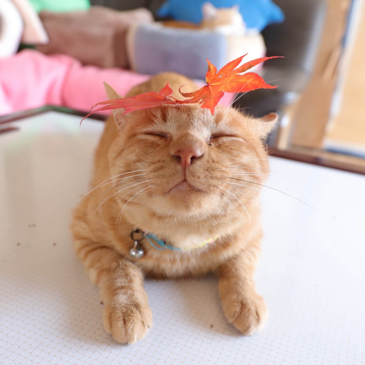 アンテドエルシー &ellecy ネコカゴブランスカート 新品