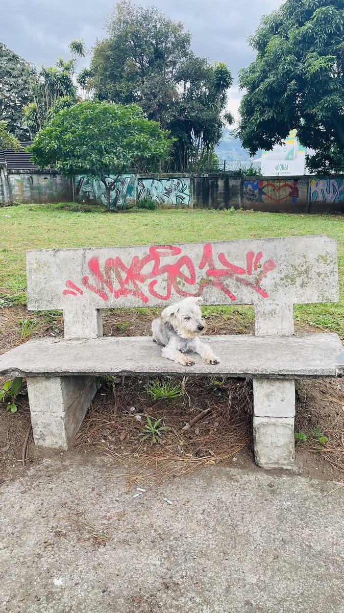 Ponchocr's tweet image. Figo