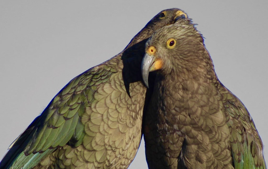 Greeneyedkiwi2's tweet photo. @jjays_captions #kea #aotearoa #alpineparrot #intelligent https://t.co/CJAkBSRIMJ
