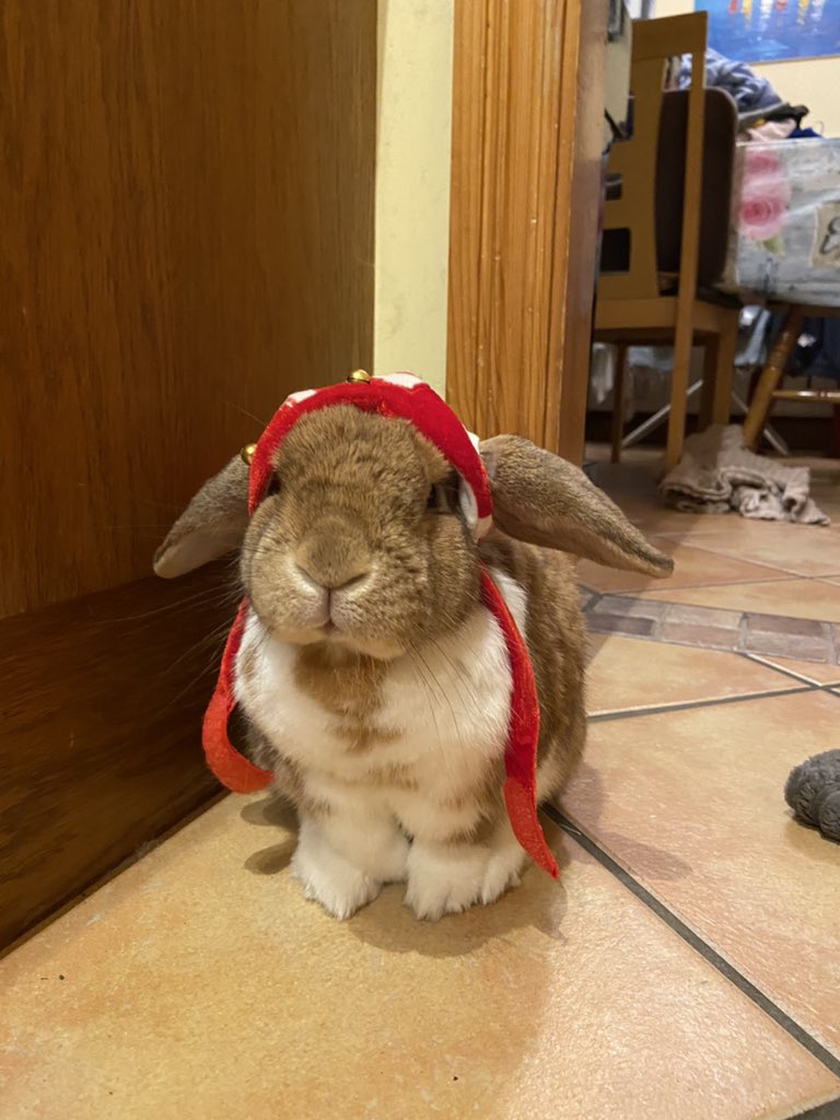 willandwinnie's tweet photo. will got a new hat and doesnt know what to make of it
~
~
#Pets #animals #smallanimal #rabbit #bunny #petrabbit #petbunny #cute https://t.co/z8GKguacK8