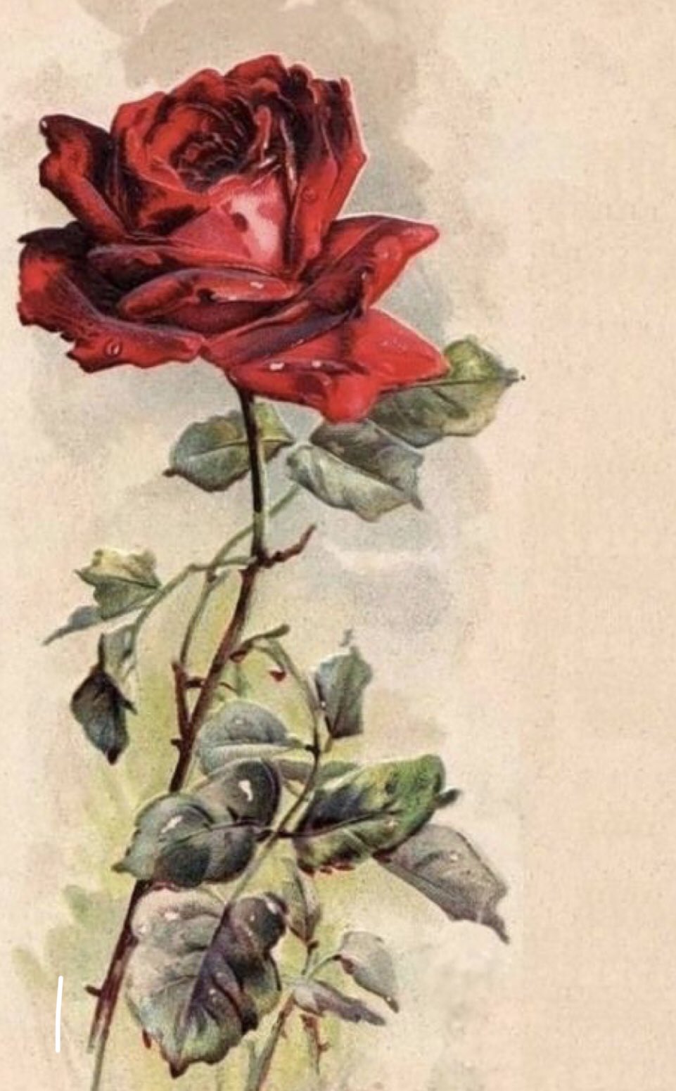 Катарина Кляйн розы