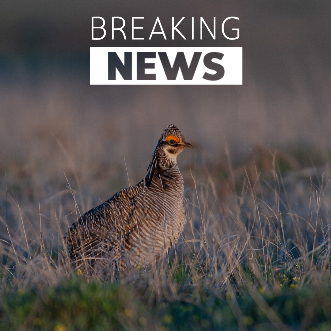 [BREAKING NEWS]Today, the U.S. Fish &amp; Wildlife Service announced its decision to list two distinct populations of lesser prairie chickens under the Endangered Species Act. An estimated 27,000 birds remain in a five-state region. Link below for more info.

pheasantsforever.org/BlogLanding/Bl…