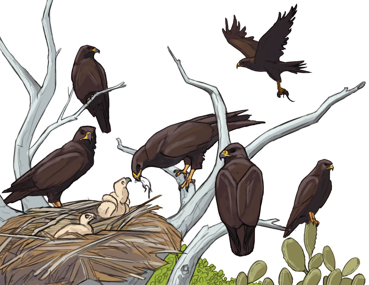 maayanvisuals's tweet photo. Additional social mates can lead to social #polygyny (bluetit) on the left, #polyandry on the right (Galapagos hawk), and #polygynandry (alpine accentor) at the top.
Galapagos Hawk and Blue Tit by the talented @raptorrobb https://t.co/jpxBLE0GCf