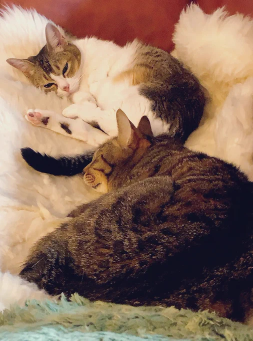 朝だ!おやすみ。猫たちのために暖房つけとこ。 