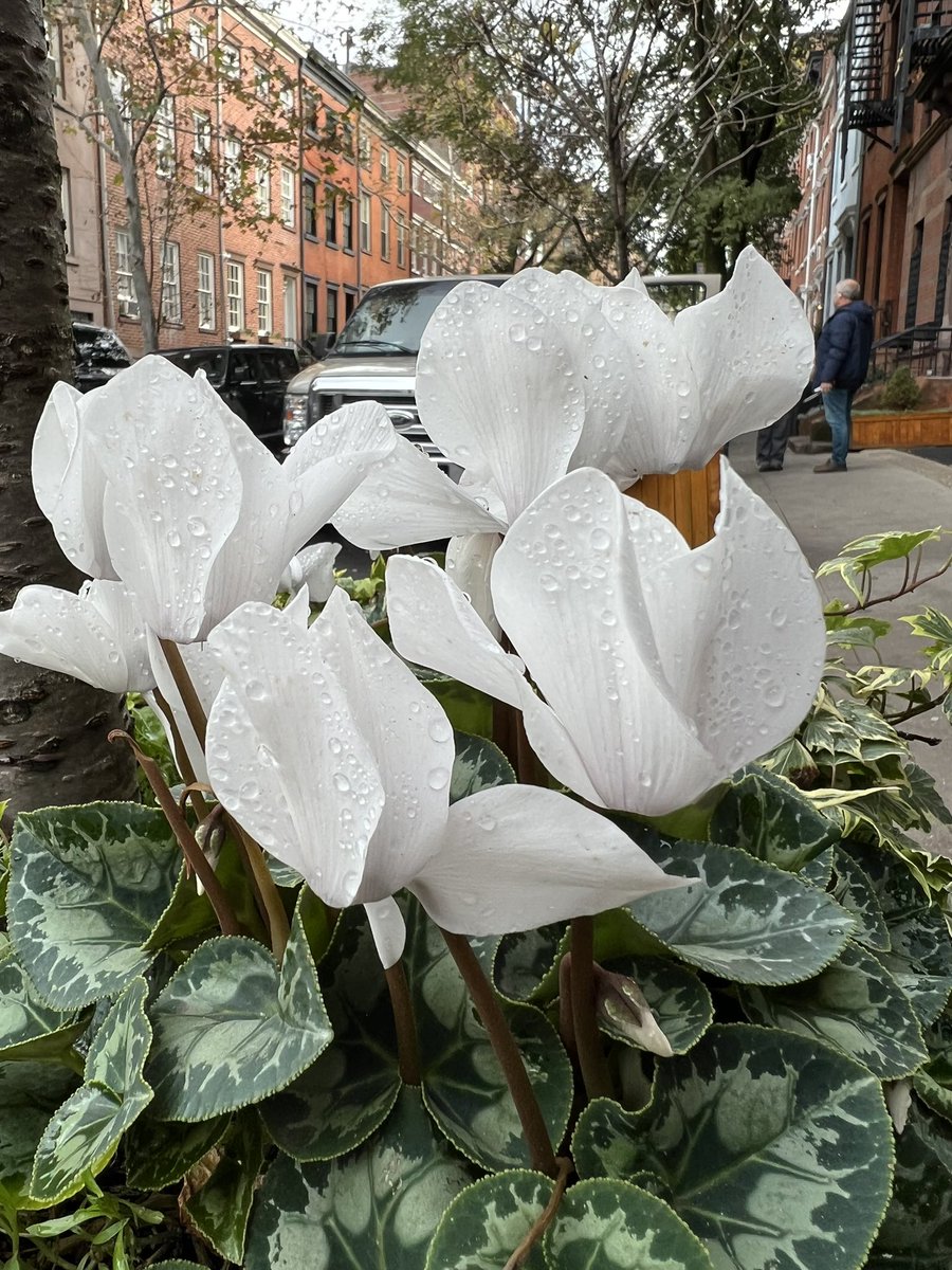 Streetside in the West Village in #NYC.
🗽
@nycgo @ILoveLGBTTravel @NYCDailyPics @igaytravelguide #Flowers #FlowerPhotography #StreetPhotography #Travel #Photography #GayTravel #TravelGay #LesbianTravel #wW #TT #TTOT #TravelTuesday #Travelmassive #NewYorkCity #TravelTheWorld