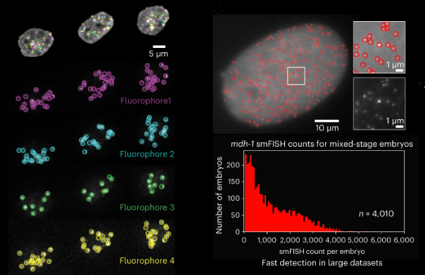 Nature Methods (@naturemethods) on Twitter photo Out today! Radial Symmetry-FISH (RS-FISH) -- an accurate, fast, and user-friendly software for spot detection in 2D and 3D images. Bring on your smFISH, spatial transcriptomics, or spatial genomics applications! <a href="/kisharrington/">Kyle Harrington</a> @successprocess @preibischs Out today! Radial Symmetry-FISH (RS-FISH) -- an accurate, fast, and user-friendly software for spot detection in 2D and 3D images. Bring on your smFISH, spatial transcriptomics, or spatial genomics applications! <a href="/kisharrington/">Kyle Harrington</a> @successprocess @preibischs