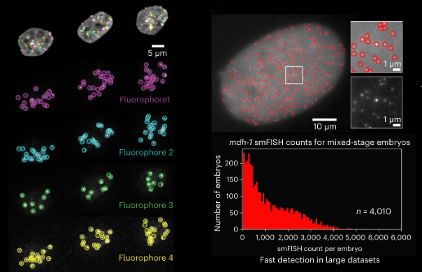 Out today! Radial Symmetry-FISH (RS-FISH) -- an accurate, fast, and user-friendly software for spot detection in 2D and 3D images. Bring on your smFISH, spatial transcriptomics, or spatial genomics applications! @kisharrington @successprocess @preibischs