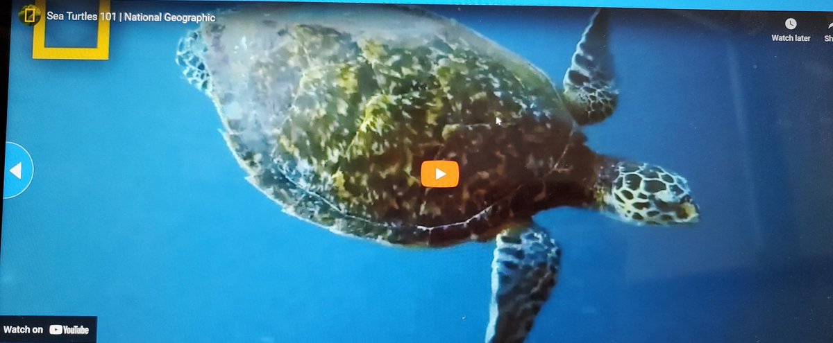 vickiemorgado1's tweet photo. Students in grade 6/7 at St. Philip coding a sea turtle safe beach light using @microbit_edu embedding @TeachSDGs, Catholic graduate expectations, #coding. #dpguidance with resources from @NatGeoEducation #microbitchampion #dpcdsb and using @nearpod for engagement. https://t.co/oPcdvqVF75