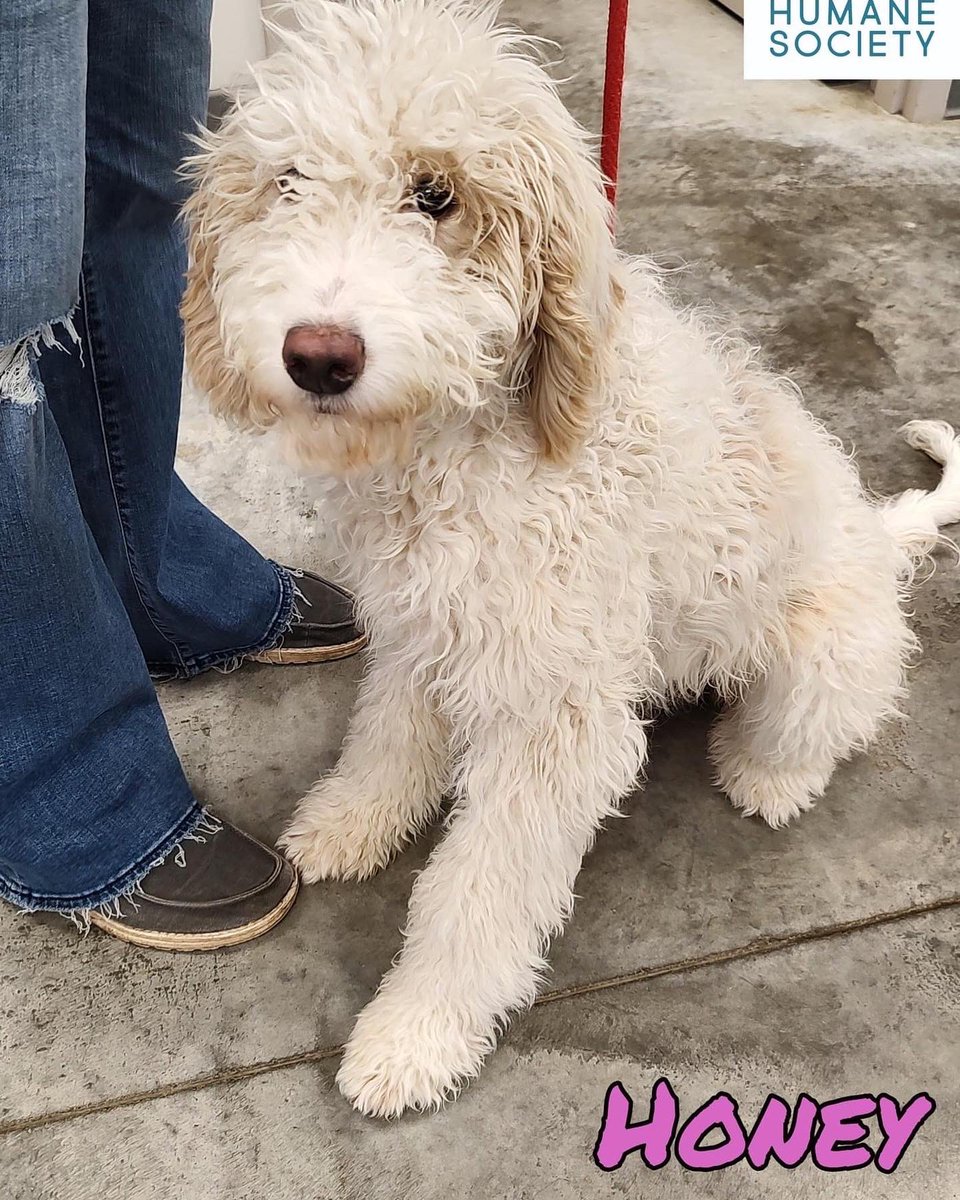 LCHSPets's tweet photo. NEW ARRIVALS!! Duke &amp; Honey are 6 month old Newfoundland/Poodle mixes who were recently surrendered. These sweet pups will do best in a home with no chickens or small animals. If you are interested in adopting just stop in during business hours to begin the process. https://t.co/xh4Zd2B7yU