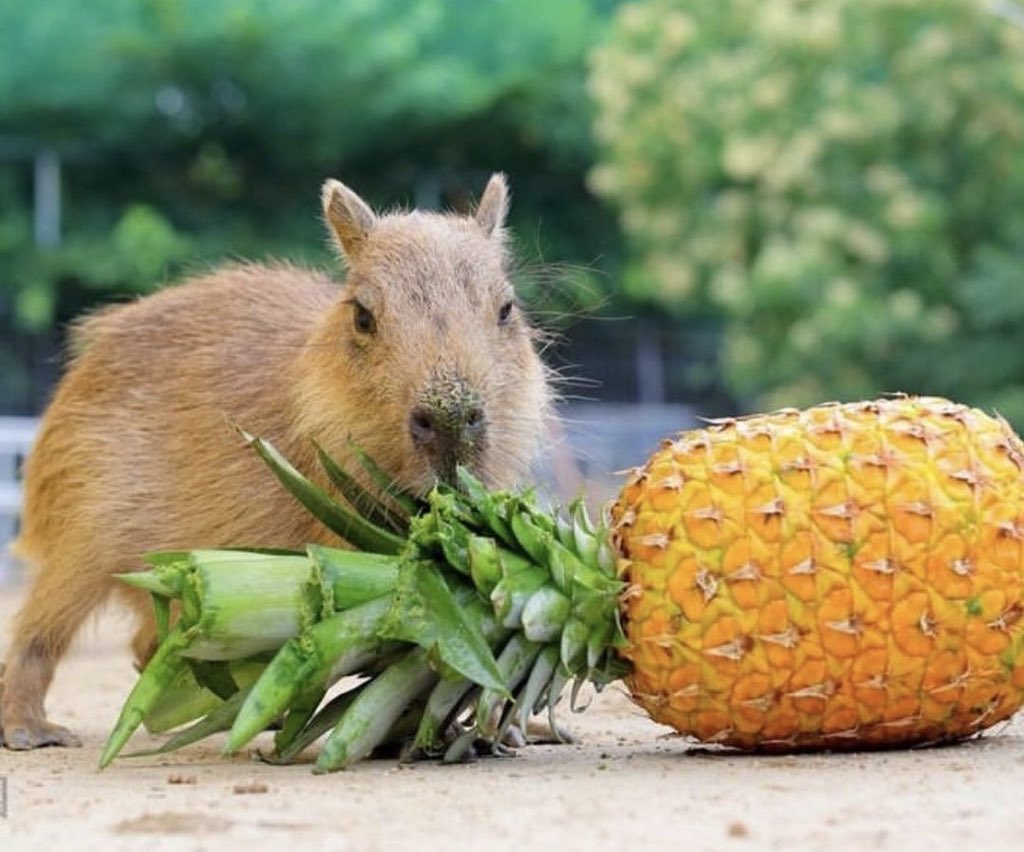 CAPYBARA_MAN's tweet image. eating my napple