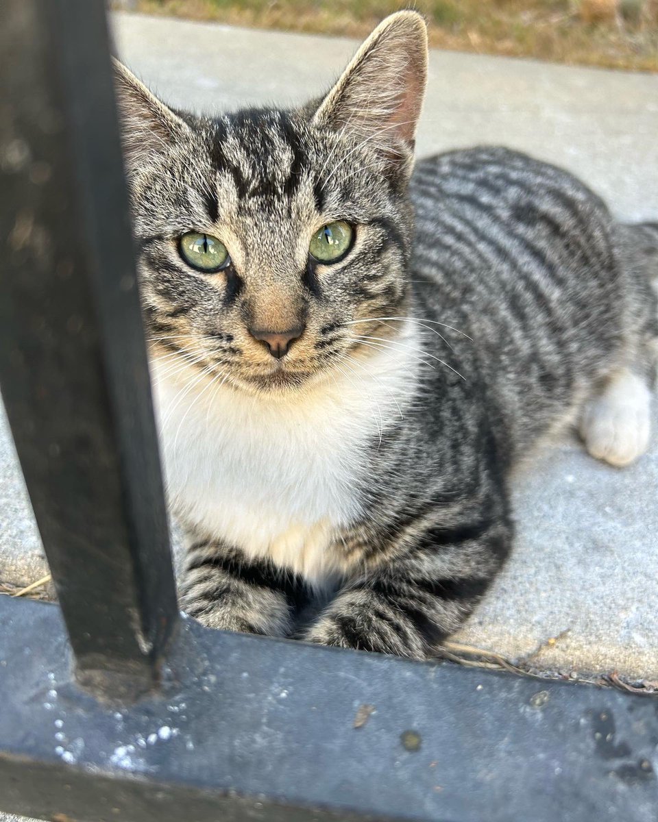 Ibis_06's tweet photo. 3 cats < 1 yr old ready to find a home
I feed them outside my apartment but the neighbors complained and my landlord sent me a letter that I can’t feed them anymore 
My neighbors try to kick them every time they see them 
Please help
Los Angeles area https://t.co/S48wFpvzkq
