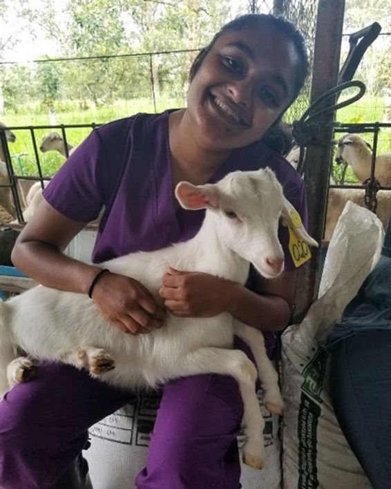 Animal Aspirations tweet media