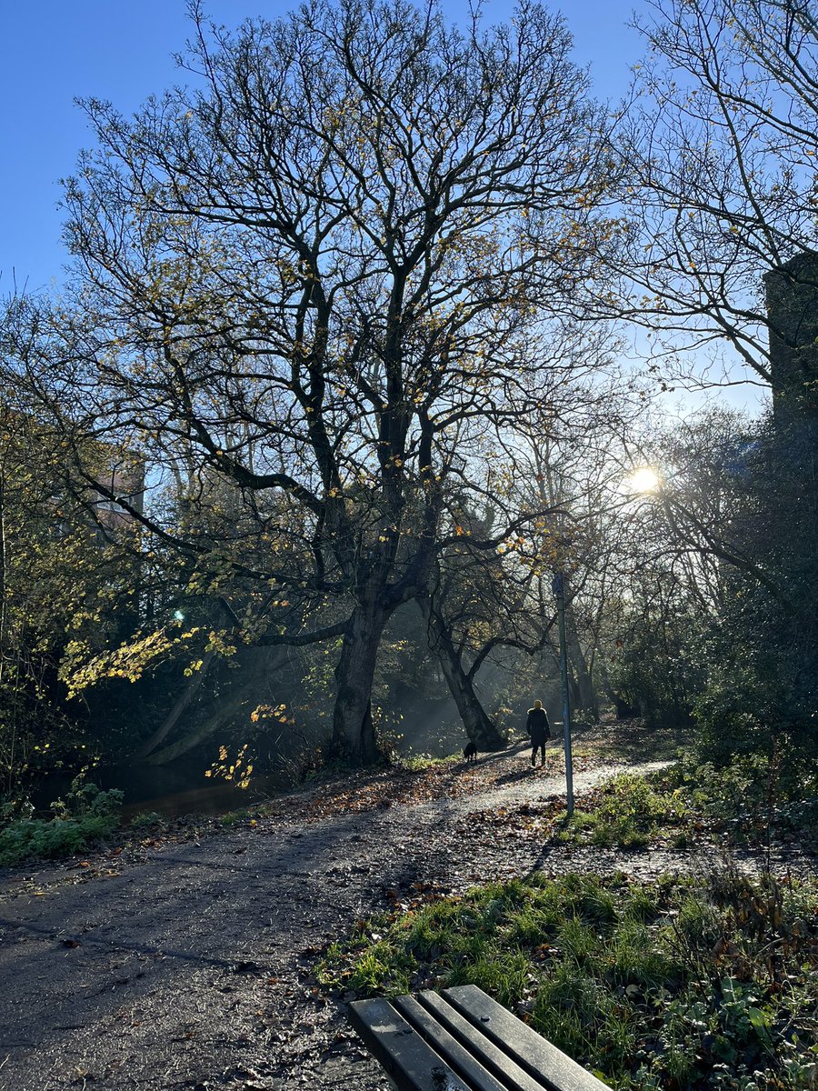 “I took a walk in the woods and came out taller than trees.” Walking, without a destination to arrive, is such an extraordinary thing. When you need to ease your mind, go for an aimless walk where you unravel 🍂 #PhDvoice #mentalhealth #AcademicChatter