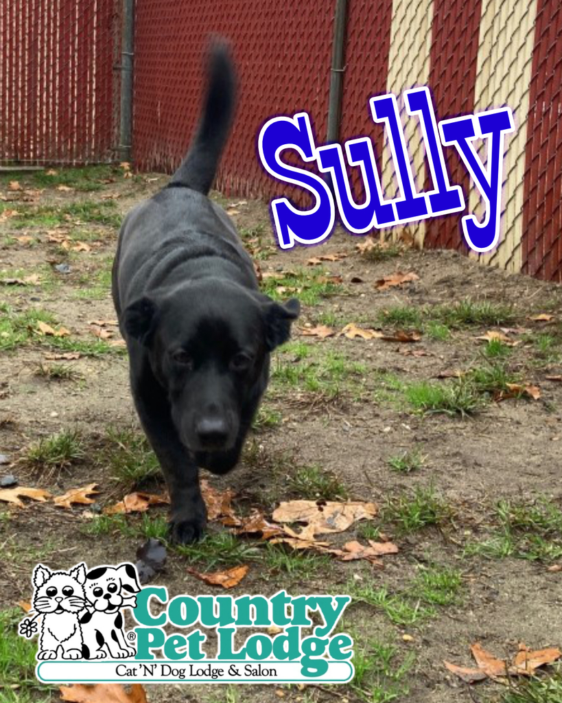 CountryPetLodge's tweet photo. Sully just loves his playtime at Country Pet Lodge! ๐๐ถ๐ค๐ฅฐ๐พโค๏ธ #sully #happyboy #happydog #labx #labmix #labcross #labradorx
.
#labradormix #brownlab #chocolatelab #labrador #labradorlove #labradorlife #labradorretriever
.
#countrypetlodge #countrโฆ https://t.co/ZprF7UrkcB https://t.co/xI7wX6TbYr