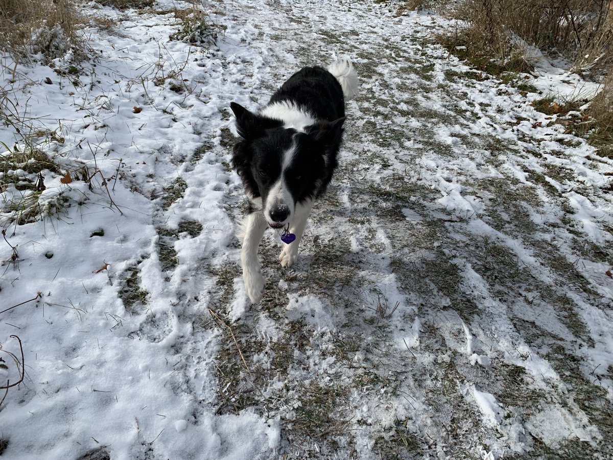#princess Pippa had another good run with her friend Clara today. #bordercollie #dogsoftwitter