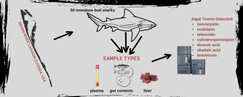 Dr. Matt Ajemian (@drhulkfish) on Twitter photo Check out this awesome study led by former <a href="/HarborBranch/">Florida Atlantic Harbor Branch</a>  graduate student <a href="/shellysharks/">Michelle Edwards 🦈</a> where we assessed biotoxins in multiple tissues types of bull sharks in the #indianriverlagoon. Graphical abstract attached. #elasmobranch #toxicalgae #estuary #nursery #shark #treasurecoast Check out this awesome study led by former <a href="/HarborBranch/">Florida Atlantic Harbor Branch</a>  graduate student <a href="/shellysharks/">Michelle Edwards 🦈</a> where we assessed biotoxins in multiple tissues types of bull sharks in the #indianriverlagoon. Graphical abstract attached. #elasmobranch #toxicalgae #estuary #nursery #shark #treasurecoast