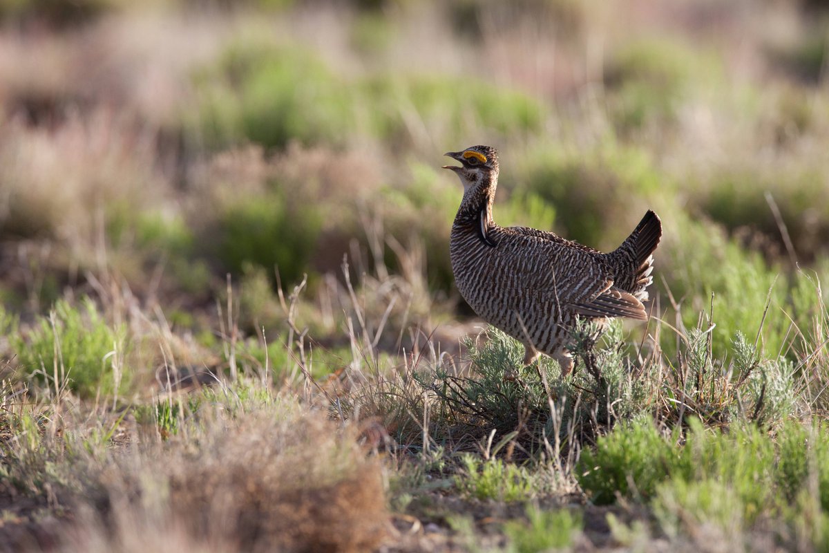 1/4: Once numbering in the hundreds of thousands, lesser prairie-chicken populations have declined drastically due to habitat loss &amp; fragmentation. As a result, the <a href="/USFWS/">U.S. Fish and Wildlife Service</a> is listing the lesser prairie-chicken under the Endangered Species Act. fws.gov/press-release/…

📷: USFWS