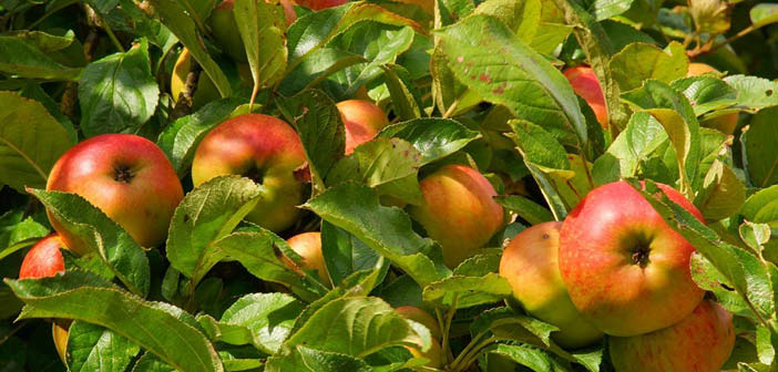 Newspaper says fruit pickers left in debt due to short season Read more via #HortNews >> hortnews.com/articles/horti… #seasonalworkers