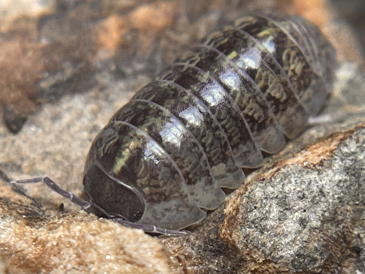 invertebrate tweet media