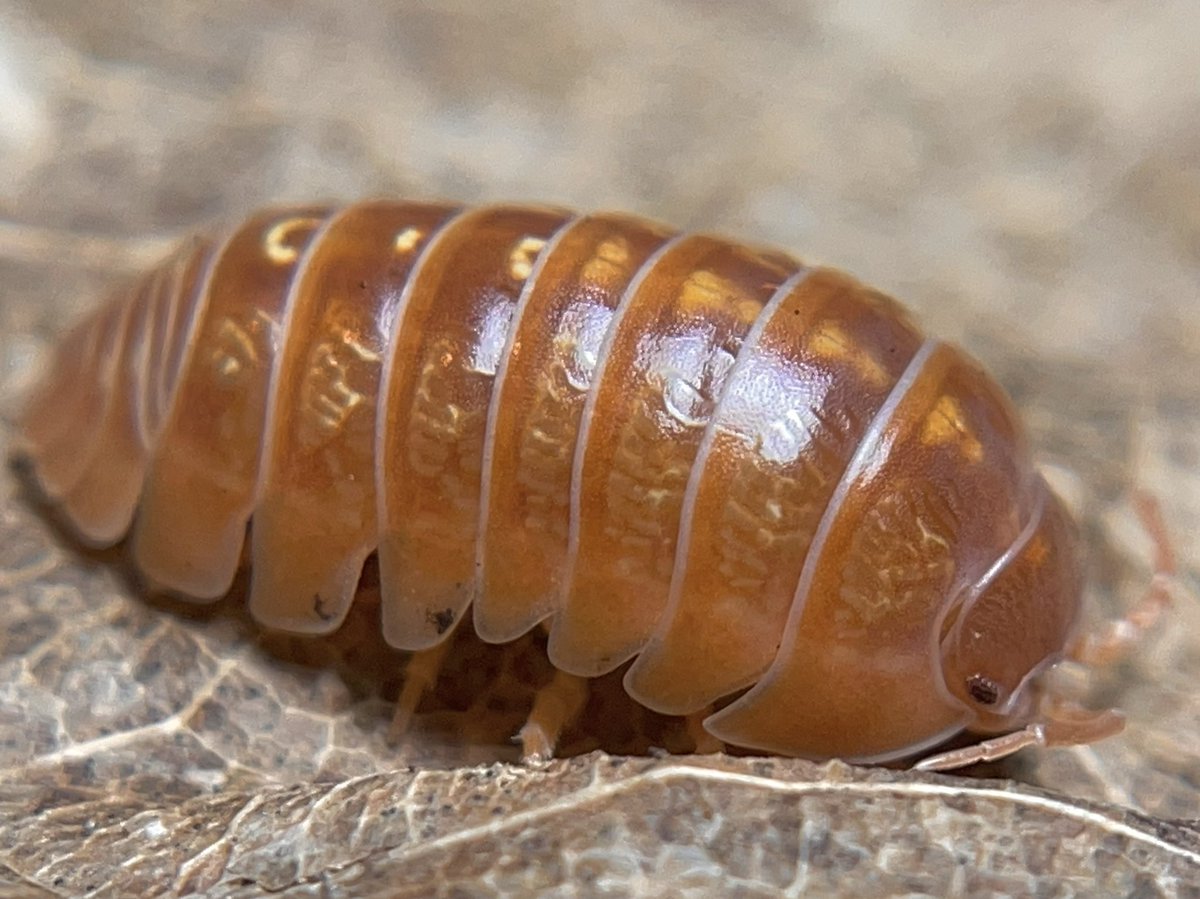 invertebrate tweet media