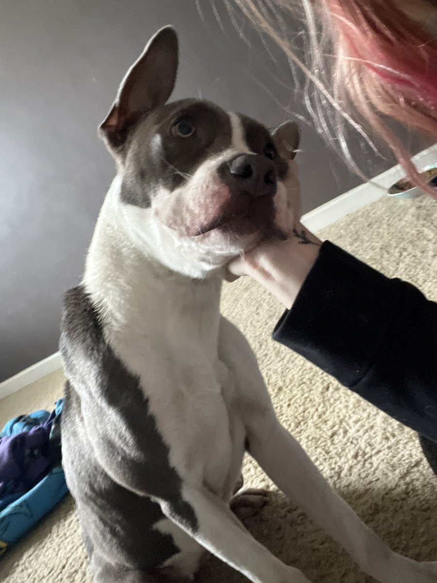 awright7595's tweet photo. Found an abandoned pregnant pitbull in the Indy area. She desperately needs the love and care she has always deserved but never received. Im now begging twitter to do your thing and help me help this sweet girl❤️ https://t.co/SctngWYYWu