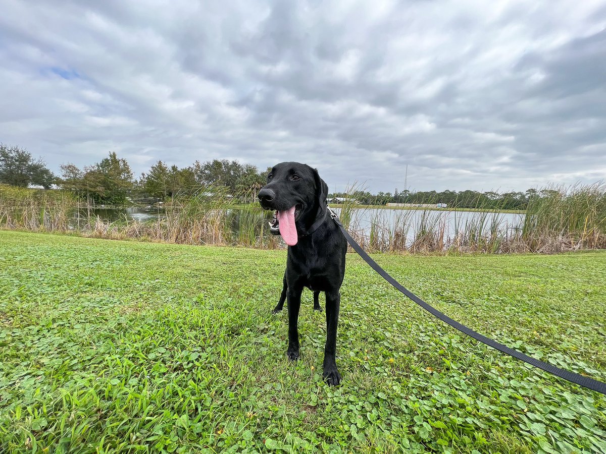 National Hike Day! Find the perfect partner here BDRR.org/adopt 🐾