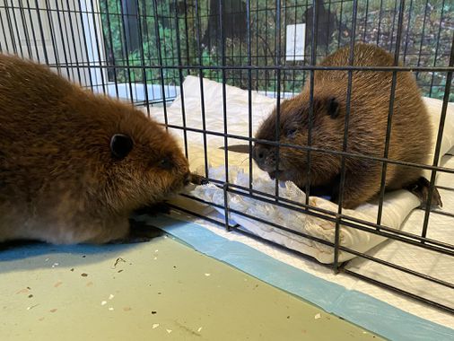 These beavers don’t get along — that’s for dam sure. bit.ly/3fSc732