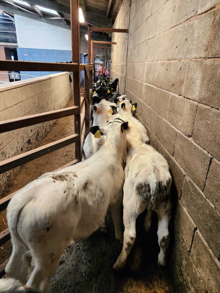 JamesTMuir's tweet photo. Good day clipping the backs out of the weaned group of calves. https://t.co/4a2YM7gWRk