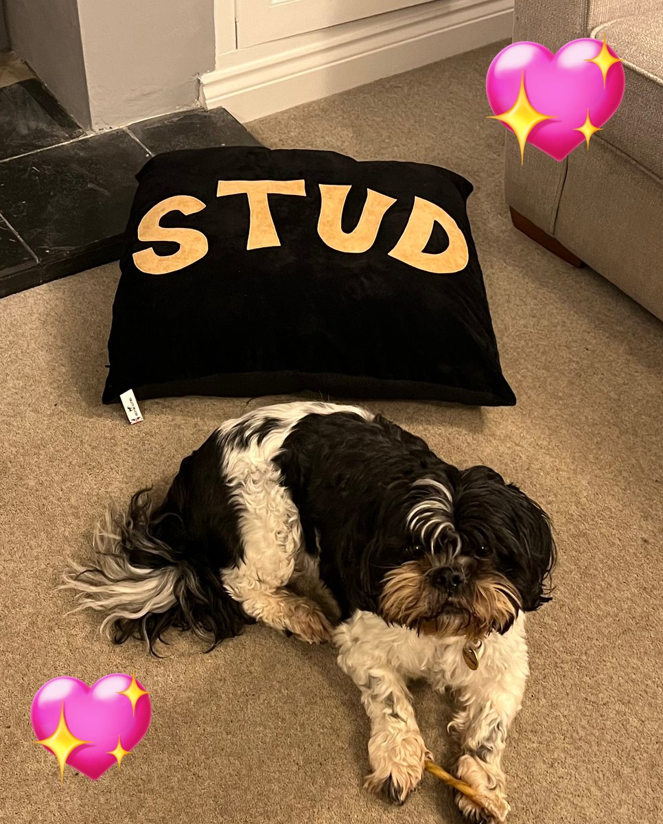 Stud is in the house ! <a href="/RockettStGeorge/">Rockett St George</a> #stud #PuppyLove