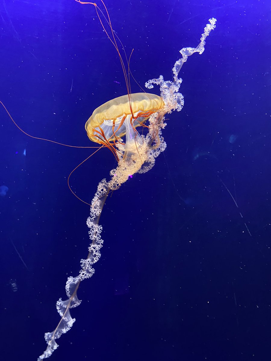 Waved at a jellyfish today