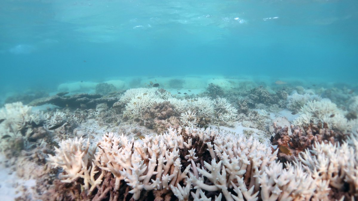 Dr. Kristen Brown (@imkristenbrown) on Twitter photo Curious how the 2020 marine heatwave impacted Heron Island reefs? We monitored temperature dynamics 🌡️and benthic cover 🪸 across thermally variable and thermally stable reef sites <a href="/mceisrael/">Gal Eyal</a> <a href="/katiebarott/">Katie Barott</a> <a href="/HIRS_UQ/">Heron Island Research Station</a> <a href="/PennBiology/">Penn Biology</a> 🧵(1/n)
📷: <a href="/AzzaChai/">Aaron Chai</a>
tinyurl.com/yc27tvz2 Curious how the 2020 marine heatwave impacted Heron Island reefs? We monitored temperature dynamics 🌡️and benthic cover 🪸 across thermally variable and thermally stable reef sites <a href="/mceisrael/">Gal Eyal</a> <a href="/katiebarott/">Katie Barott</a> <a href="/HIRS_UQ/">Heron Island Research Station</a> <a href="/PennBiology/">Penn Biology</a> 🧵(1/n)
📷: <a href="/AzzaChai/">Aaron Chai</a>
tinyurl.com/yc27tvz2