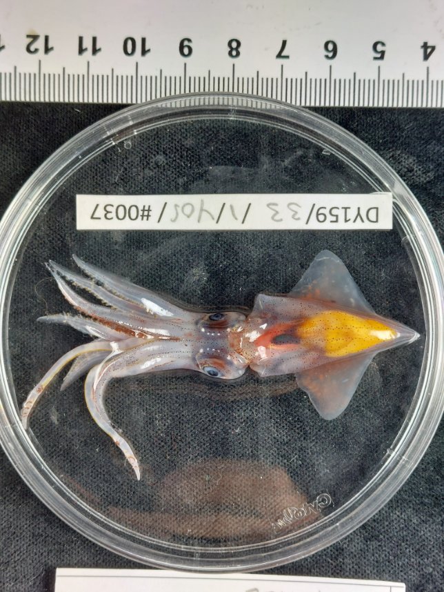 Scientists sort, ID and weigh samples from the mid-water trawl at Young seamount.  Looking forward to the next one at Grattan seamount. #DY159

#smallislandBIGVISION